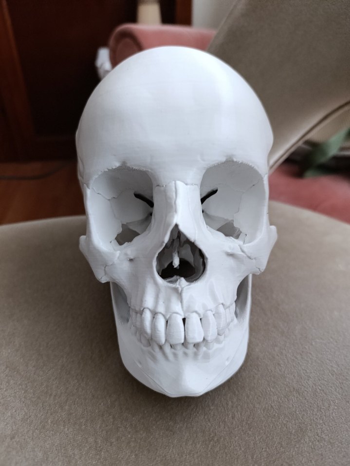 Beyaz Kafatası Model Kiti - Görsel 4