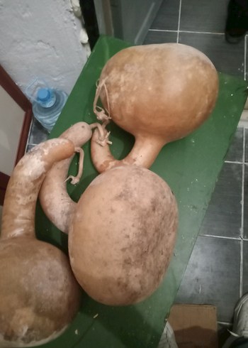  Beden su süs kabağı