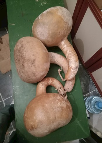 Diğer su süs kabağı