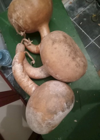  Beden camel Renk su süs kabağı
