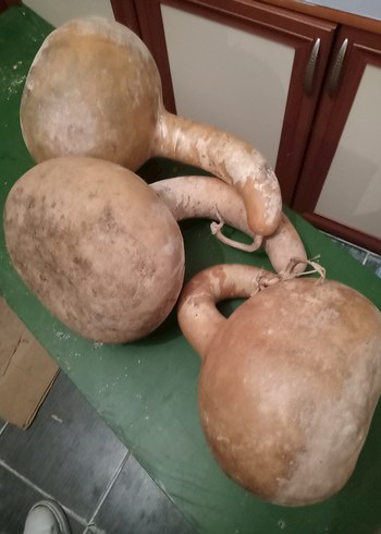 su süs kabağı