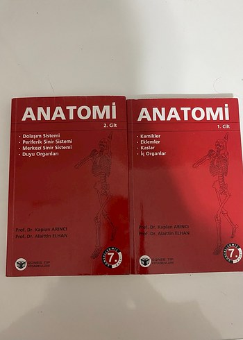 Arıncı Anatomi - Görsel 2