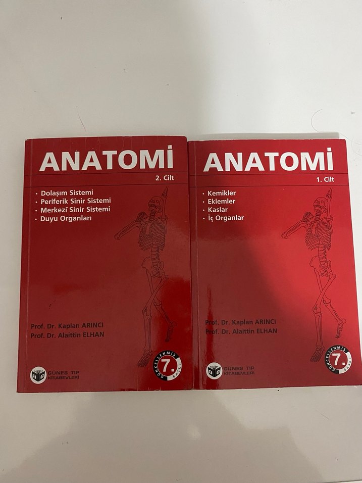 Arıncı Anatomi - Görsel 2