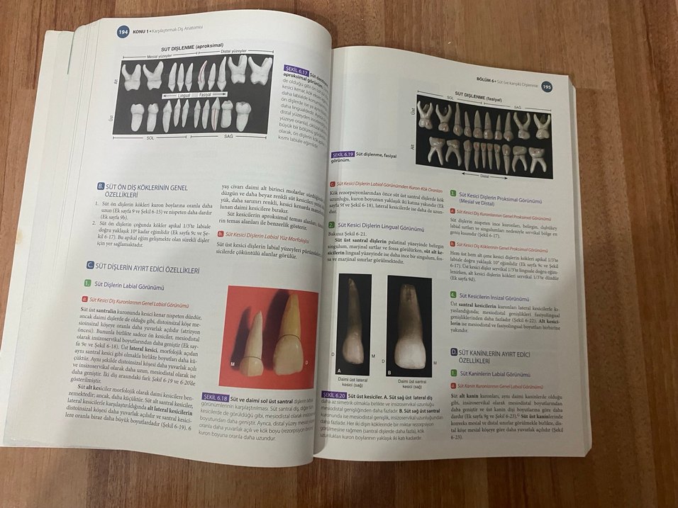 Woelfel Dental Anatomi Kitabı - Dokuzuncu Baskı - Görsel 4