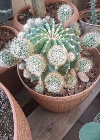 echinopsis kaktus bol yavrulu anaç büyük boy