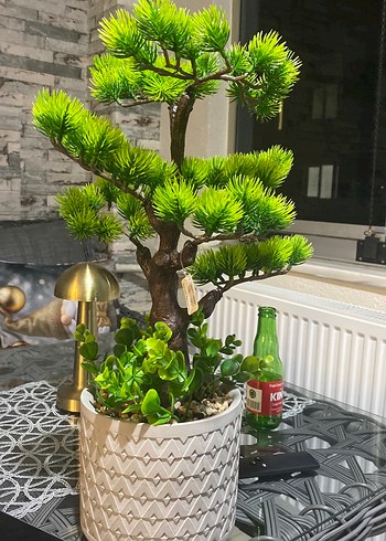 Yeşil Bonsai ve Sukulent Saksı Dekorasyonu - Görsel 2