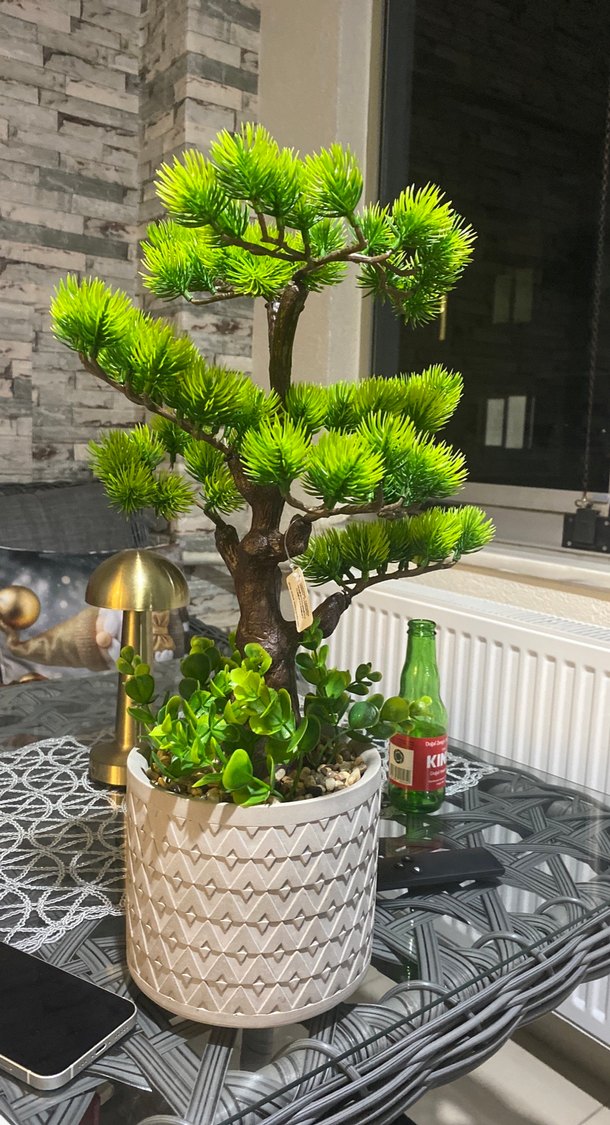 Yeşil Bonsai ve Sukulent Saksı Dekorasyonu - Görsel 2