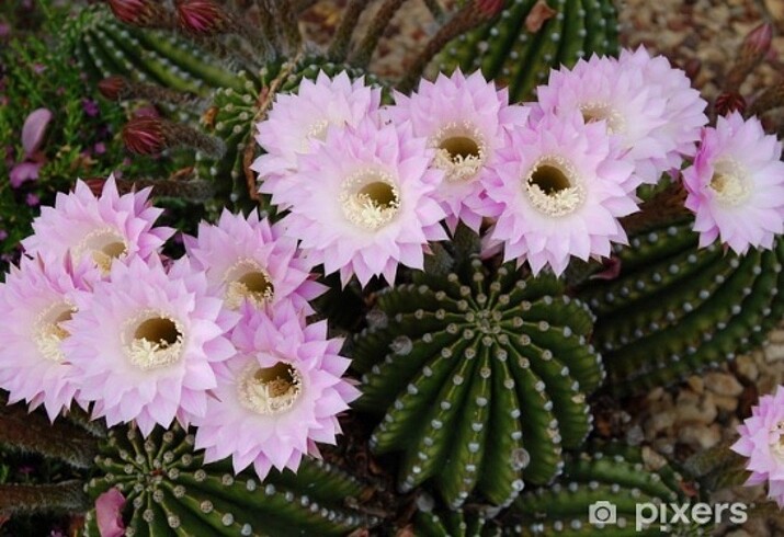 Pembe kaktüs