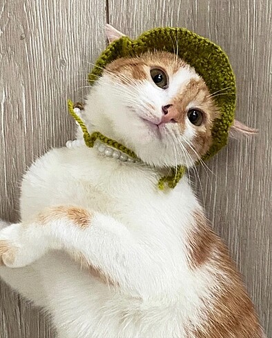 Kurbağa Desenli Kedi Şapkası