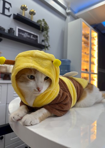 Pastel Kahverengi Arı Kostümü Kedi Kıyafeti - Görsel 2