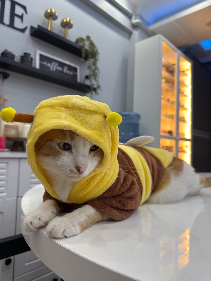 Pastel Kahverengi Arı Kostümü Kedi Kıyafeti - Görsel 2