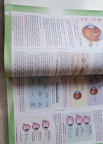 Biyoloji 11 Konu Anlatımlı Sınav Hazırlık Kitabı - Görsel 3