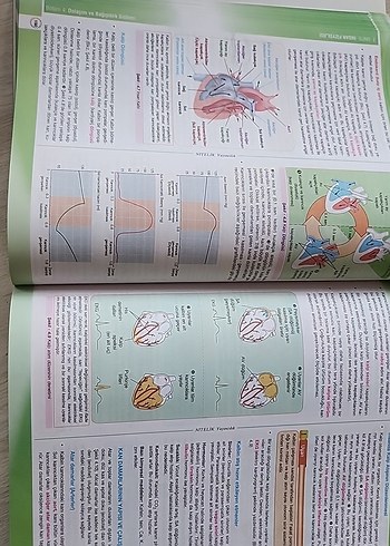 Biyoloji 11 Konu Anlatımlı Sınav Hazırlık Kitabı - Görsel 5