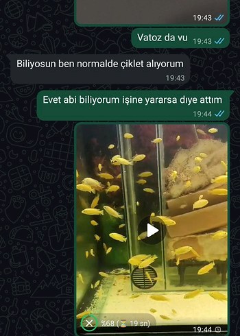 Beden Renk Renkli Sarı Akvaryum Balıkları