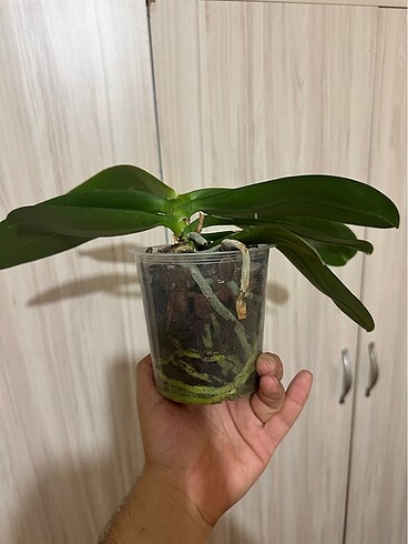 Phal orkide
