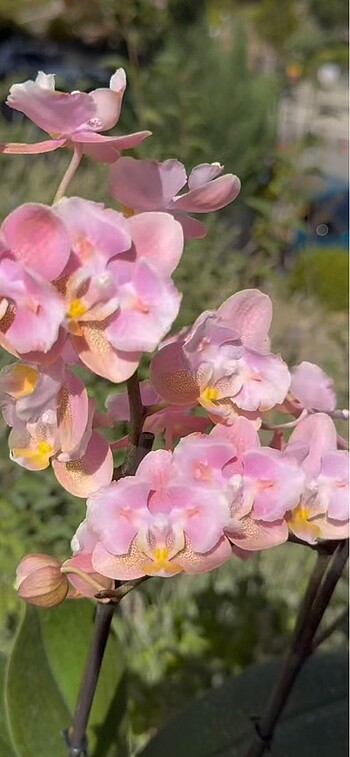 Aroma 5 kelebek optiflor marka