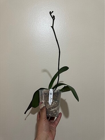 Beden Phalenopsis sogo Yukudian