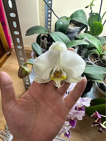 Phalenopsis sogo Yukudian
