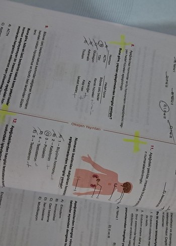 AYT Biyoloji Soru Bankası - Oksijen Yayınları - Görsel 3