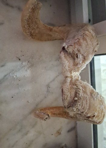 koç boynuzu - Görsel 2