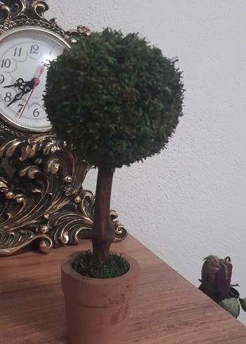 Küçük Yeşil Saksıda Dekoratif Ağaç - Görsel 3