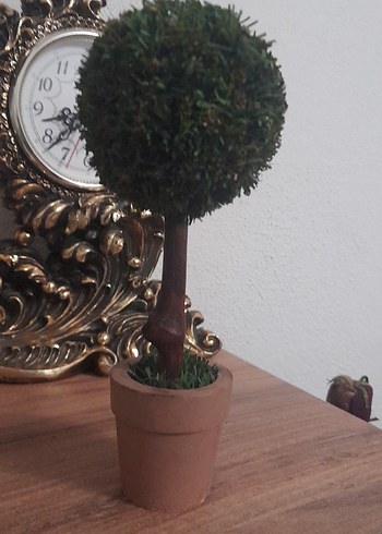 Küçük Yeşil Saksıda Dekoratif Ağaç - Görsel 10