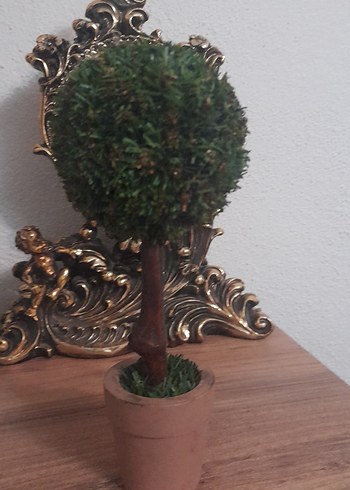 Küçük Yeşil Saksıda Dekoratif Ağaç - Görsel 8