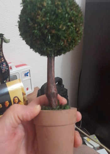 Küçük Yeşil Saksıda Dekoratif Ağaç - Görsel 7