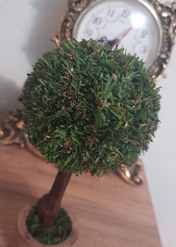 Küçük Yeşil Saksıda Dekoratif Ağaç - Görsel 12