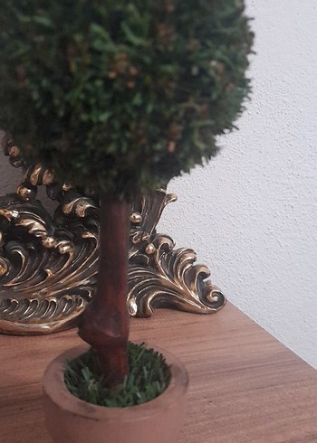 Küçük Yeşil Saksıda Dekoratif Ağaç - Görsel 13