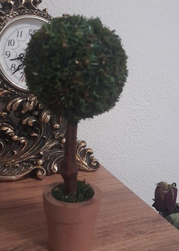 Küçük Yeşil Saksıda Dekoratif Ağaç - Görsel 4