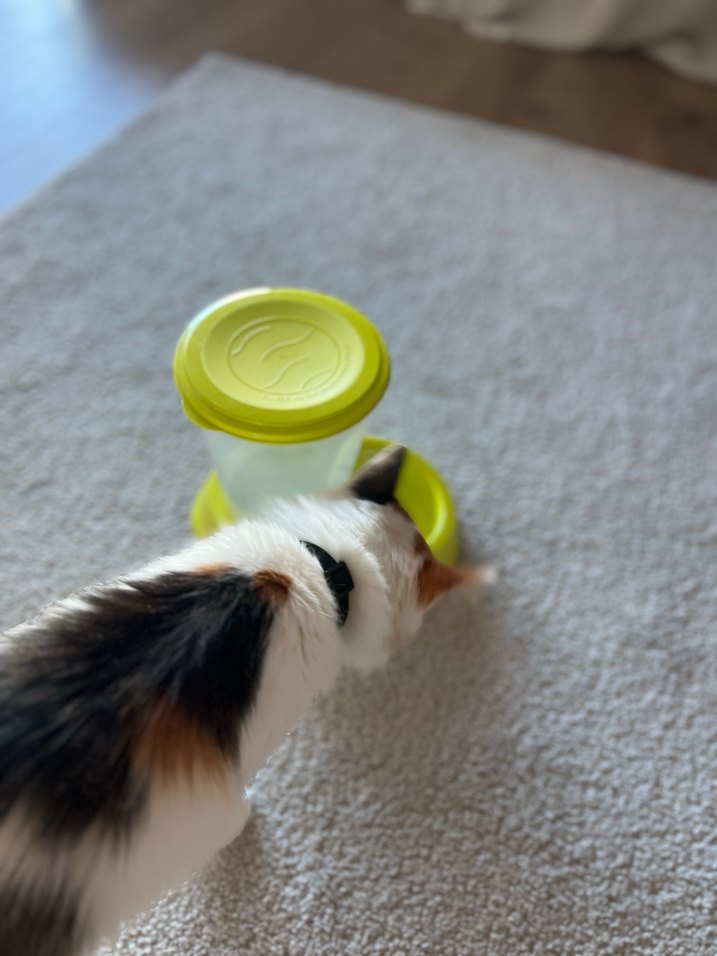 [pet life] Mama Kabı  Lime Kapaklı - Görsel 4