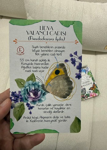 Dünyadan Tropikal Kelebek Bahçesi'ne Kelebek Kartları - Görsel 5