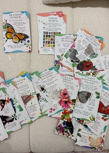 Dünyadan Tropikal Kelebek Bahçesi'ne Kelebek Kartları - Görsel 4