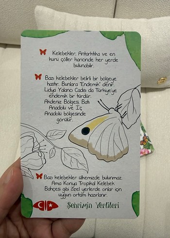 Dünyadan Tropikal Kelebek Bahçesi'ne Kelebek Kartları - Görsel 6