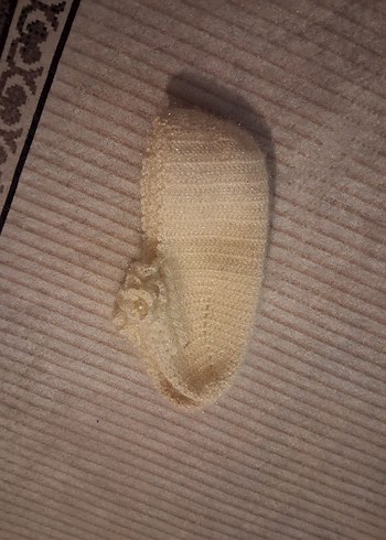 Erkek Bebek Mavi Örgü Patik - Görsel 9