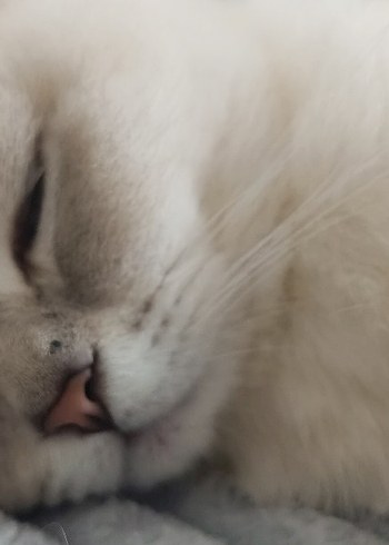 Pastel Beyaz Kedi Aksesuarı - Görsel 2