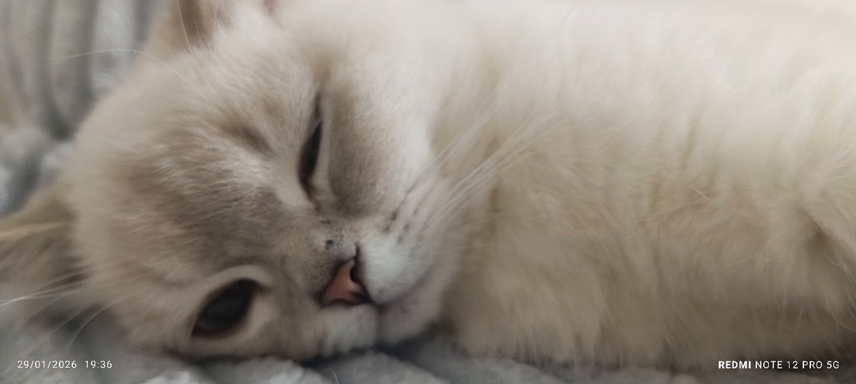 Pastel Beyaz Kedi Aksesuarı - Görsel 2