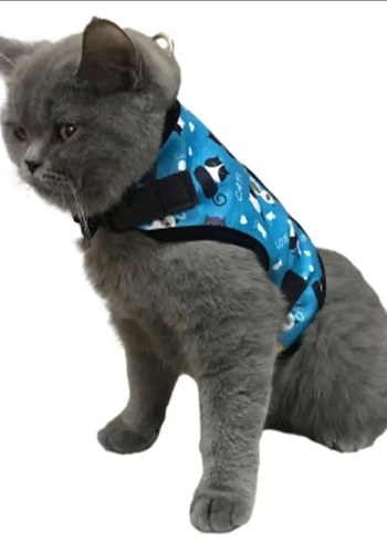 Renkli Mavi Kedi Gezdirme Tasması - Görsel 2