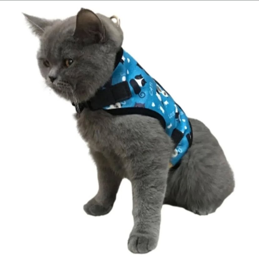 Renkli Mavi Kedi Gezdirme Tasması - Görsel 2