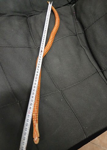 AHSAP YILAN - Görsel 2