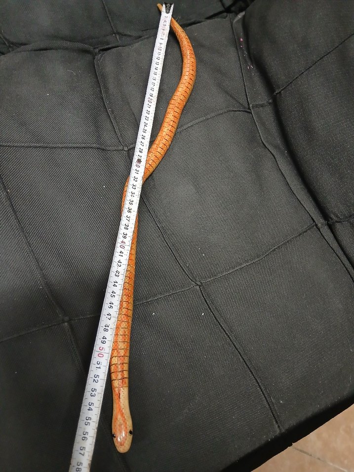 AHSAP YILAN - Görsel 2