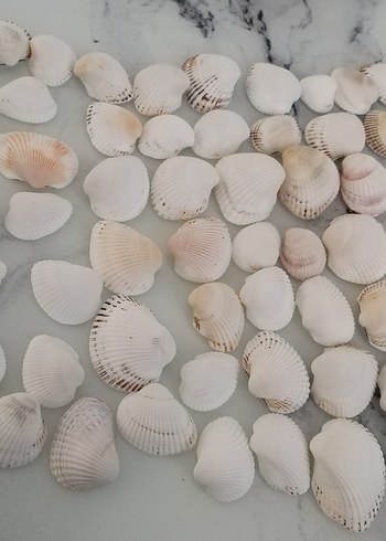 Beyaz Deniz Kabuğu  Süslemeleri 72 adet - Görsel 2