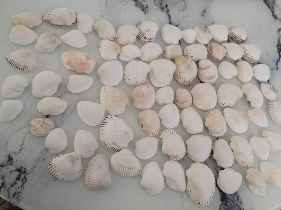 Beyaz Deniz Kabuğu  Süslemeleri 72 adet - Görsel 2
