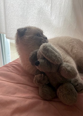 Scottish fold  erkek kedi - Görsel 5