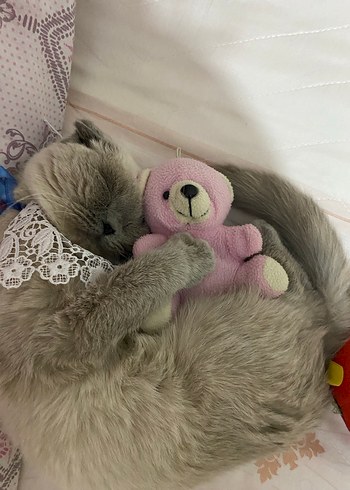 Scottish fold  erkek kedi - Görsel 2