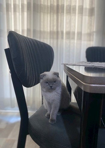 Scottish fold  erkek kedi - Görsel 4