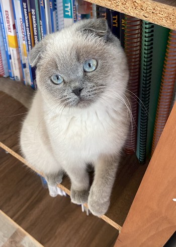 Scottish fold  erkek kedi - Görsel 7