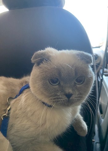 Scottish fold  erkek kedi - Görsel 6