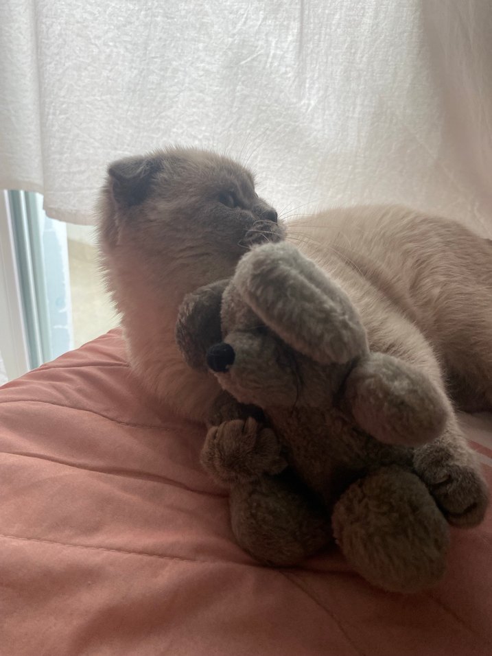 Scottish fold  erkek kedi - Görsel 5